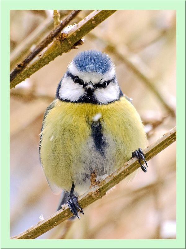 Blaumeise